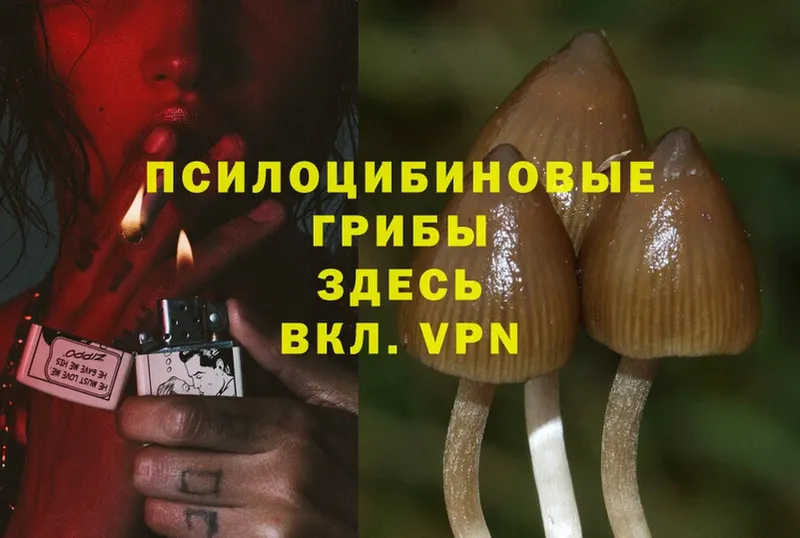 Псилоцибиновые грибы Psilocybe  наркошоп  Кисловодск 